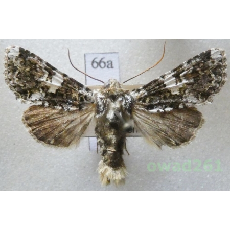 Hadena confusa (Hufnagel, 1766) Czech66a
